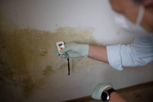 Trusted Stevensville, MD Mold Removal Experts